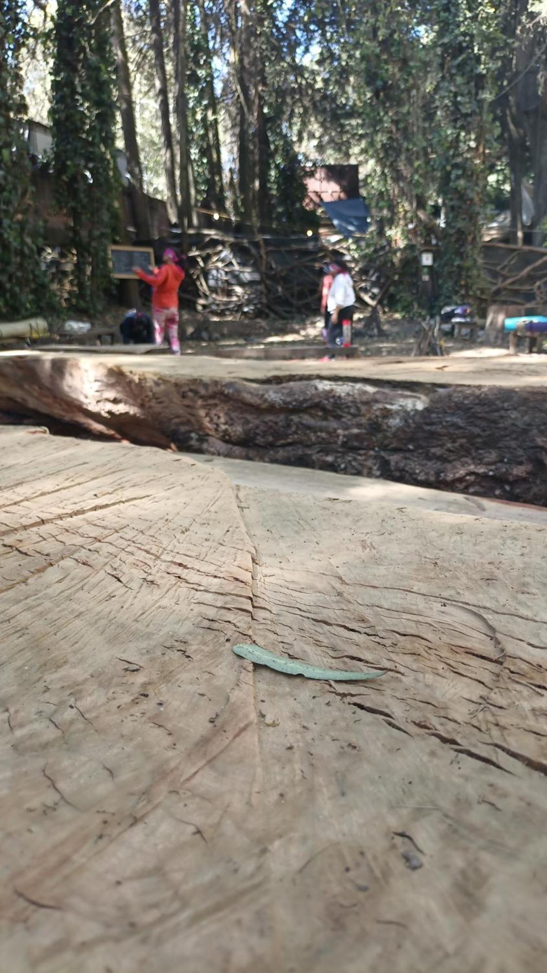 Mindfulness Glamping, Retiro De Yoga, México DF